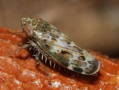 Sardius argus