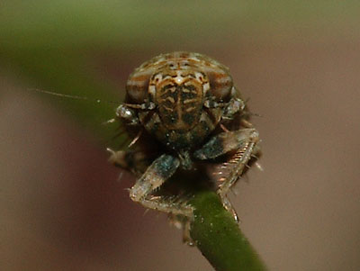 Sardius argus