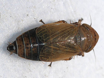 Streptanus marginatus