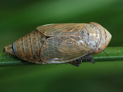 Streptanus marginatus