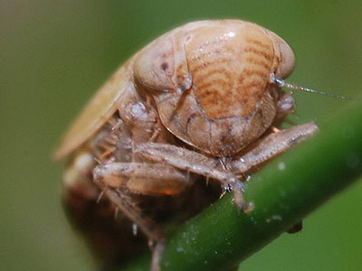 Streptanus marginatus