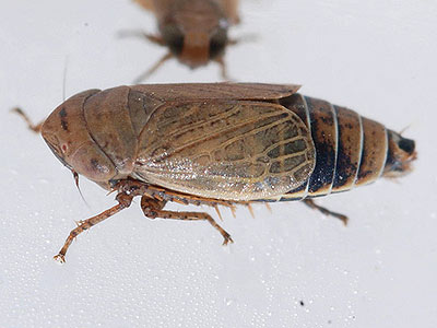 Streptanus marginatus