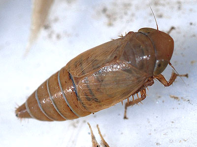 Streptanus marginatus
