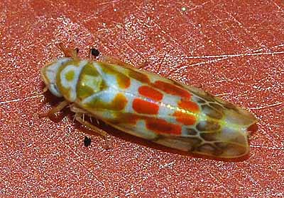 Typhlocyba quercus