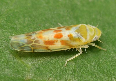 Typhlocyba quercus