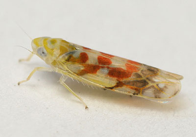 Typhlocyba quercus