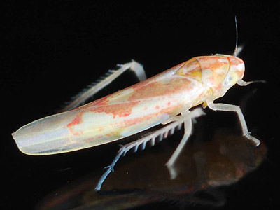 Zygina tiliae