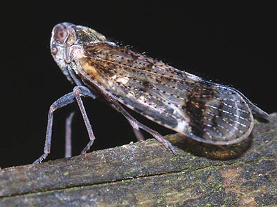 Cixius cunicularius