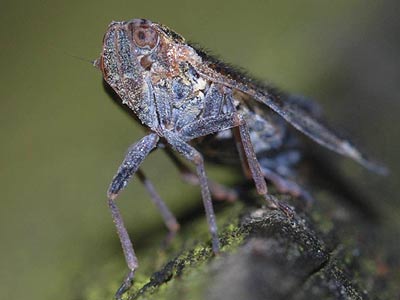 Cixius cunicularius