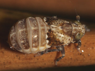 Euconomelus lepidus