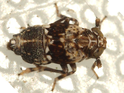 Euconomleus lepidus