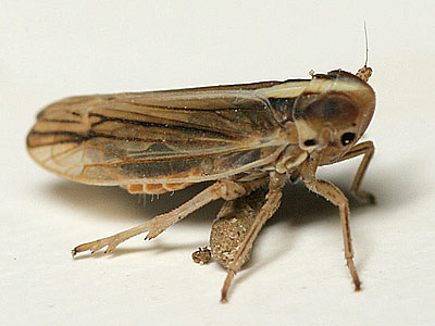 Kelisia ribauti