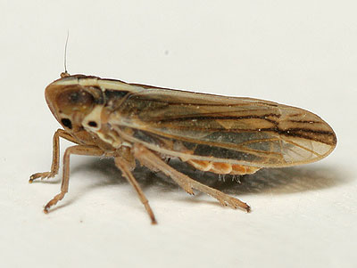 Kelisia ribauti