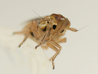 Kelisia ribauti