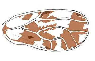 Aphalara itadori forewing