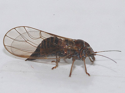 Cacopsylla affinis