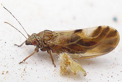Cacopsylla fulguralis