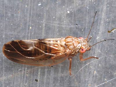 Cacopsylla fulguralis