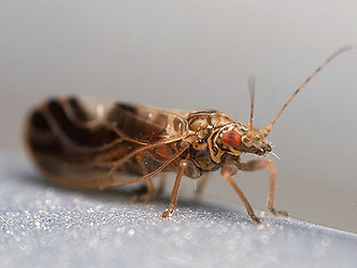 Cacopsylla fulguralis