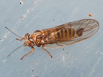 Cacopsylla melanoneura