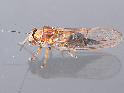 Cacopsylla melanoneura