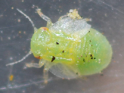 Cacopsylla melanoneura