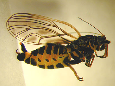Cacopsylla pyri