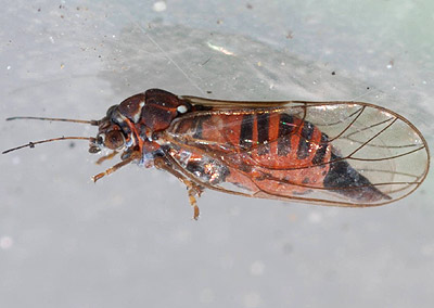 Psylla sunferruginea