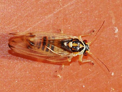 Psyllopsis discrepans