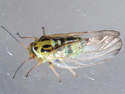 Psyllopsis discrepans