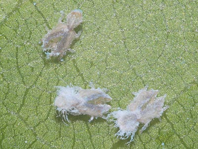 Trioza_alacris_8.jpg