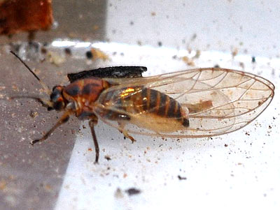 Trioza albiventris