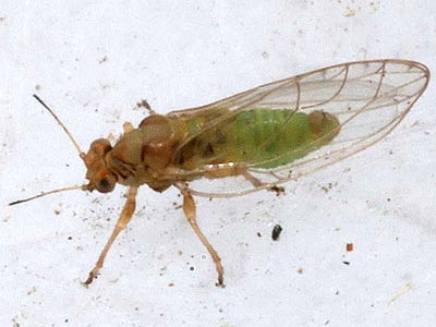 Trioza apicalis