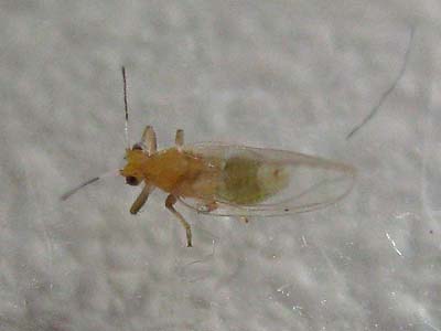 Trioza centranthi