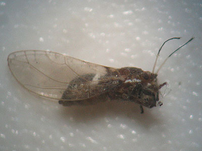 Trioza centranthi