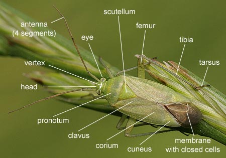 Heteroptera: Miridae (Plant bug)